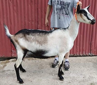 Alpine dairy goat