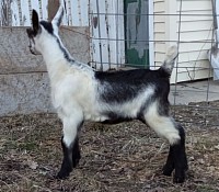 Alpine dairy goat