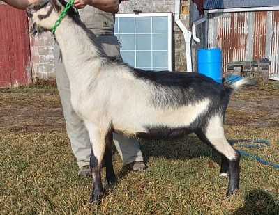 Alpine buck